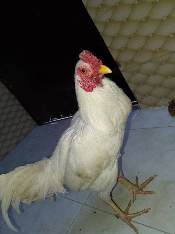 heera male for sale 2