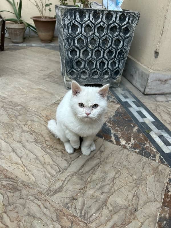 Persian cat kitten 3 month 03046637474 0