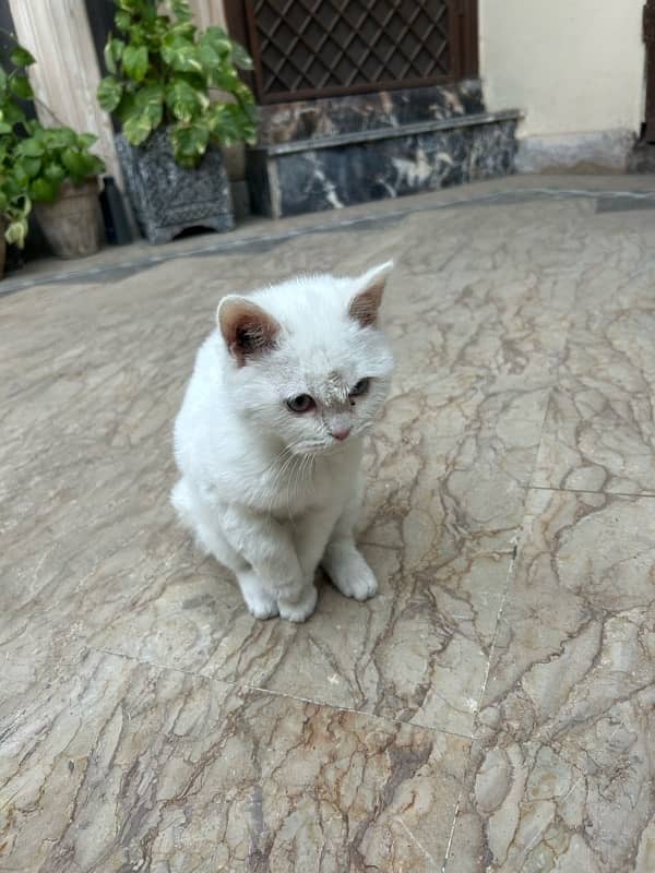 Persian cat kitten 3 month 03046637474 1