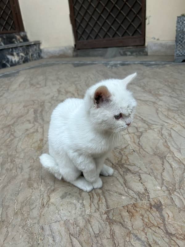 Persian cat kitten 3 month 03046637474 2