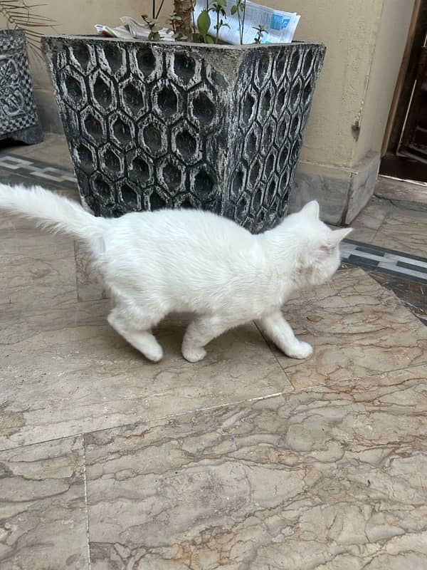 Persian cat kitten 3 month 03046637474 4