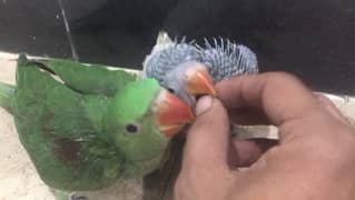 pahari kashmiri self feed chicks home breed karachi