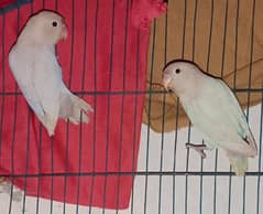 Albino Love bird