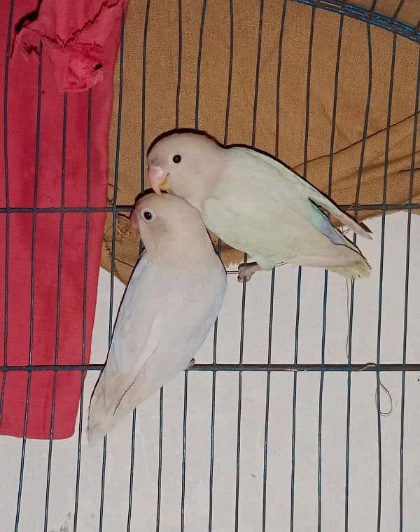 Albino Love bird 1