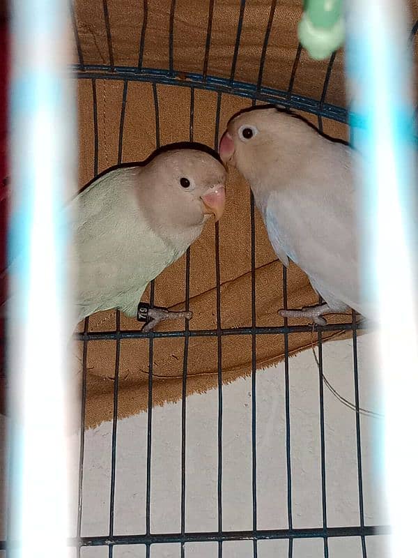 Albino Love bird 2