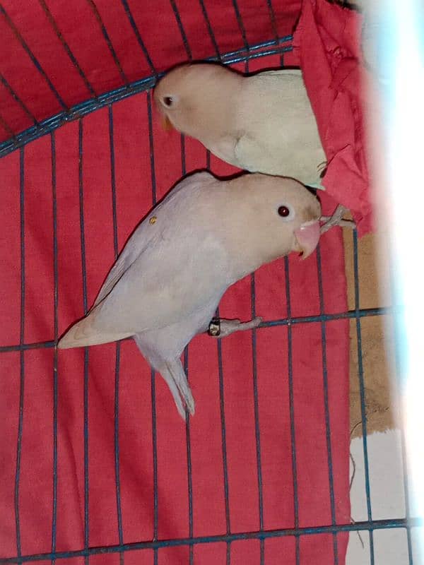 Albino Love bird 3