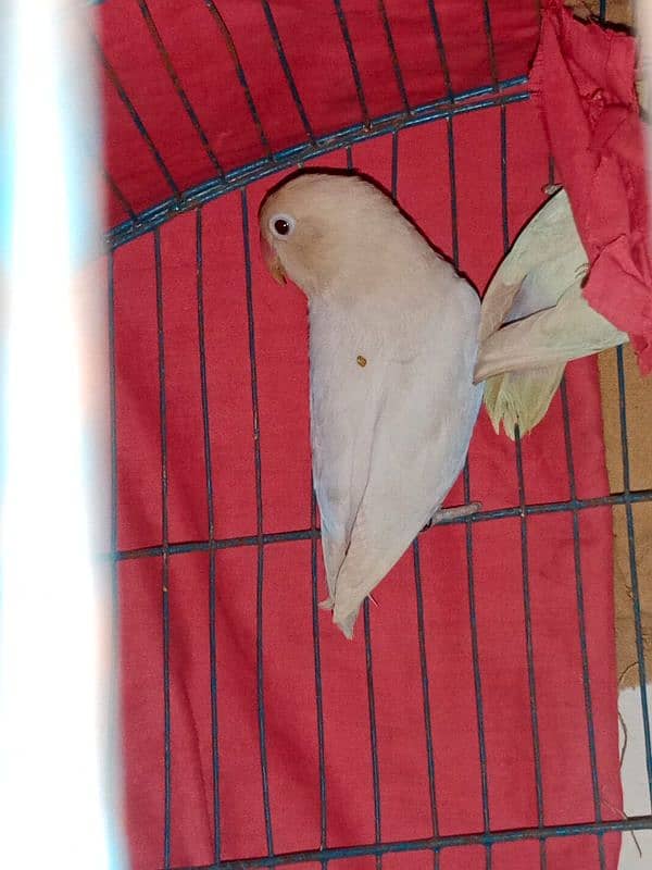 Albino Love bird 4