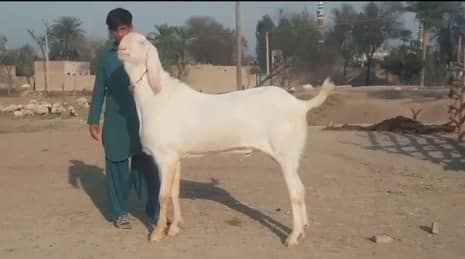 Rajanpuri Bakra Urgent For Sale WhatsApp On 0311,7478,299 0