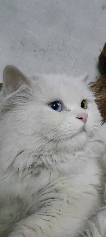 Persian cat triple coated  hybrid eye 4 colour 0