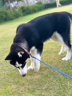 Male Siberian Husky for sale