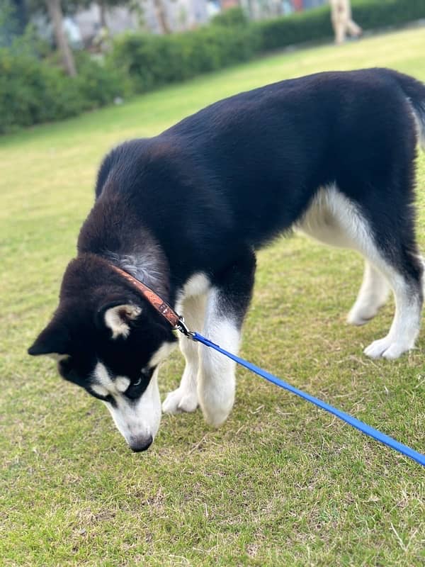 Male Siberian Husky for sale 0