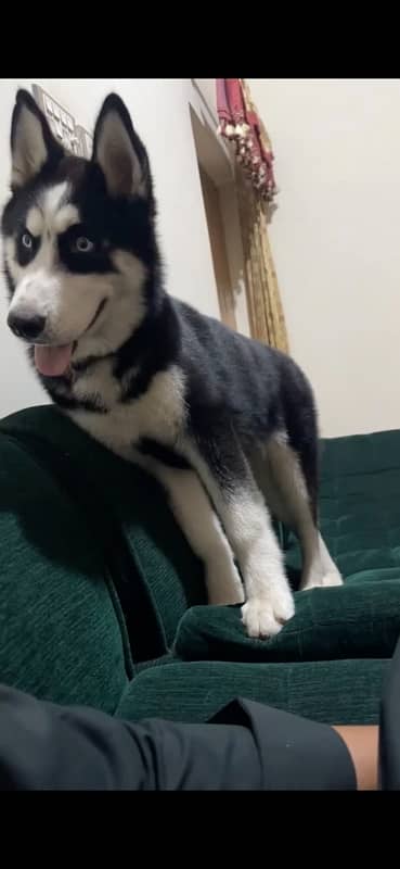 Male Siberian Husky for sale 1