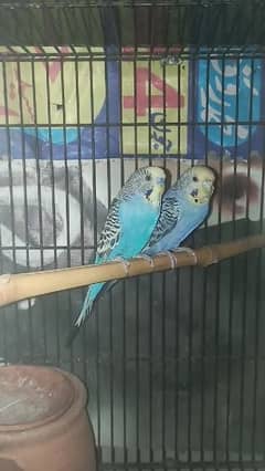 Australian Budgies For sale