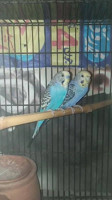 Australian Budgies For sale 0