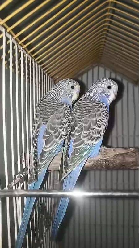 Australian Budgies For sale 1