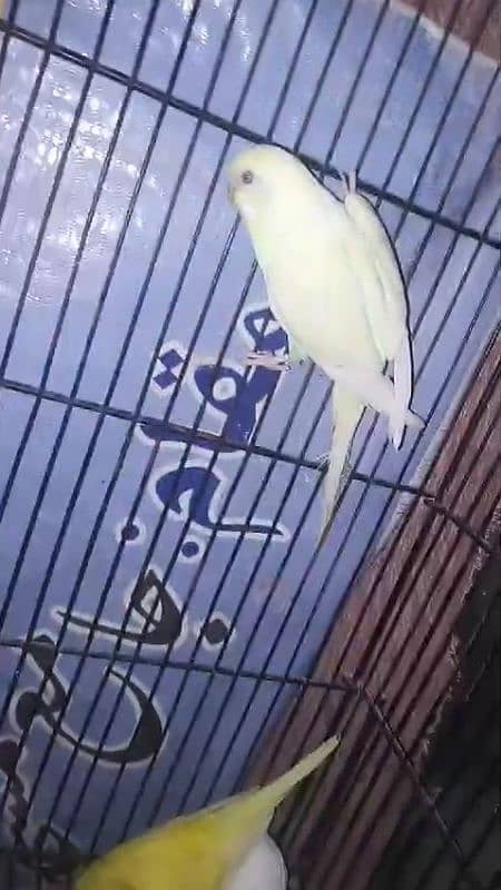 Australian Budgies For sale 3