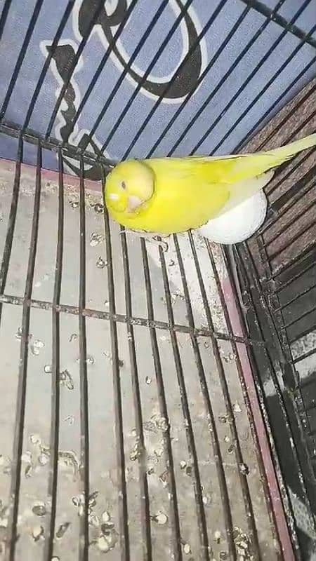 Australian Budgies For sale 4