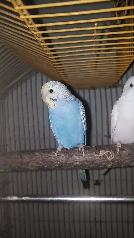 Australian Budgies For sale 5