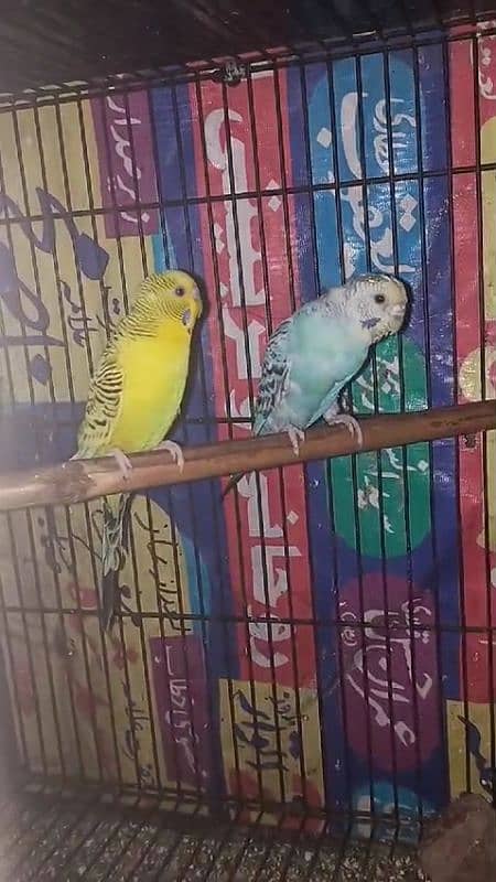 Australian Budgies For sale 6