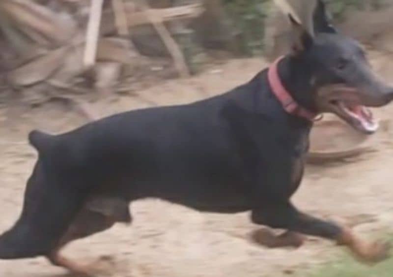 Doberman 15