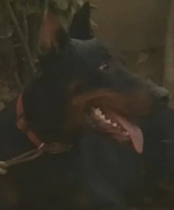 Doberman 17