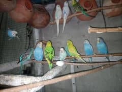 Australian Rainbow Budgie Parrot breeders pairs