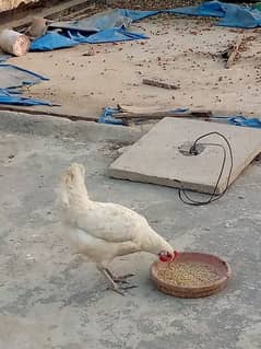 Desi and aseel female hens