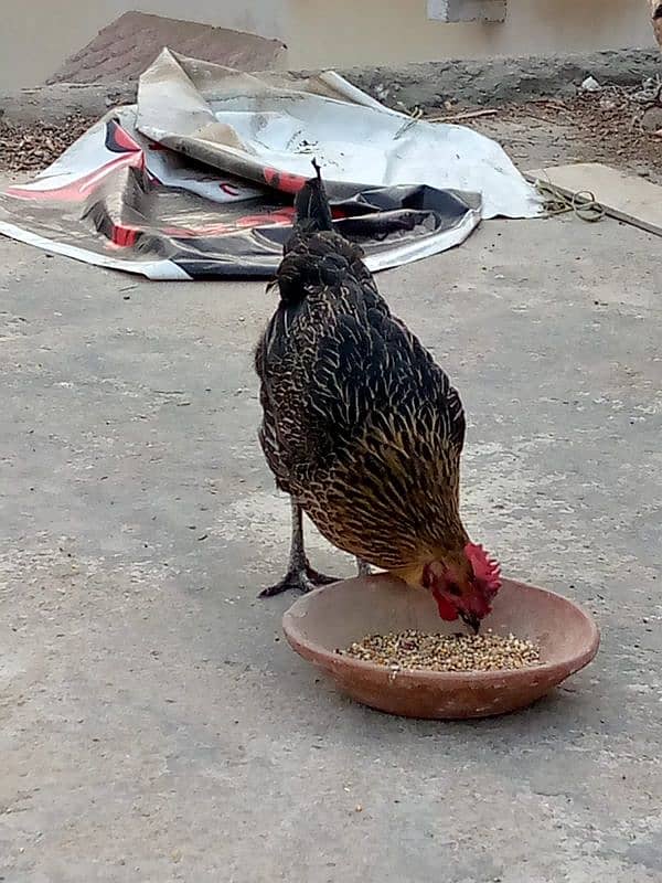 Desi and aseel female hens 1