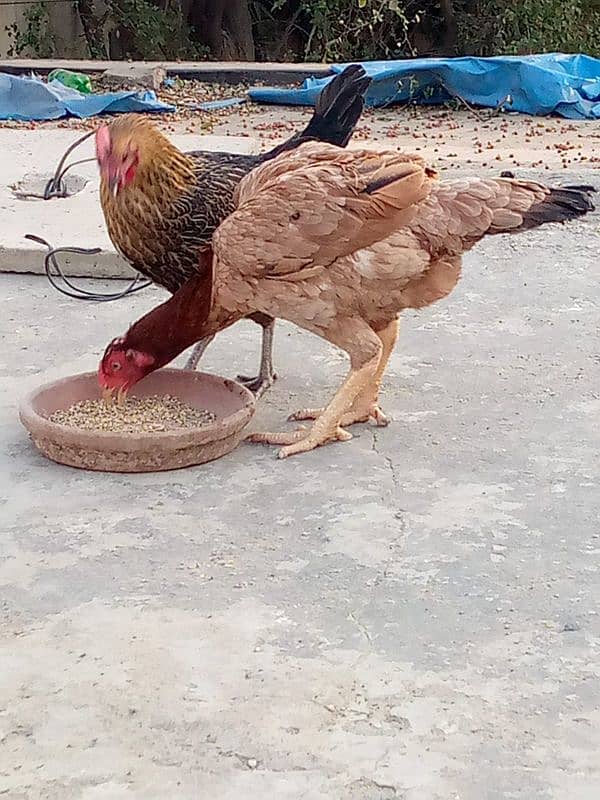 Desi and aseel female hens 2