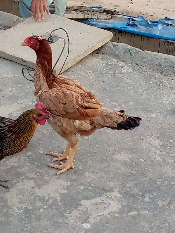 Desi and aseel female hens 3