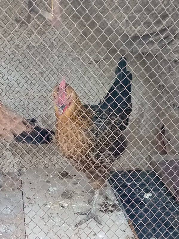 Desi and aseel female hens 7