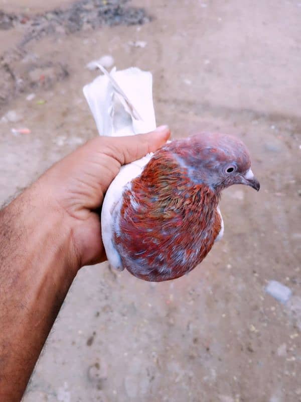 pigeon 3