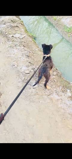 German Shepherd puppy and Female Pet Dog