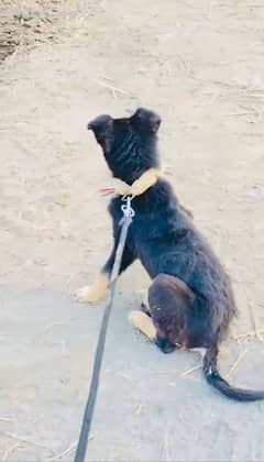 German Shepherd puppy and Female Pet Dog