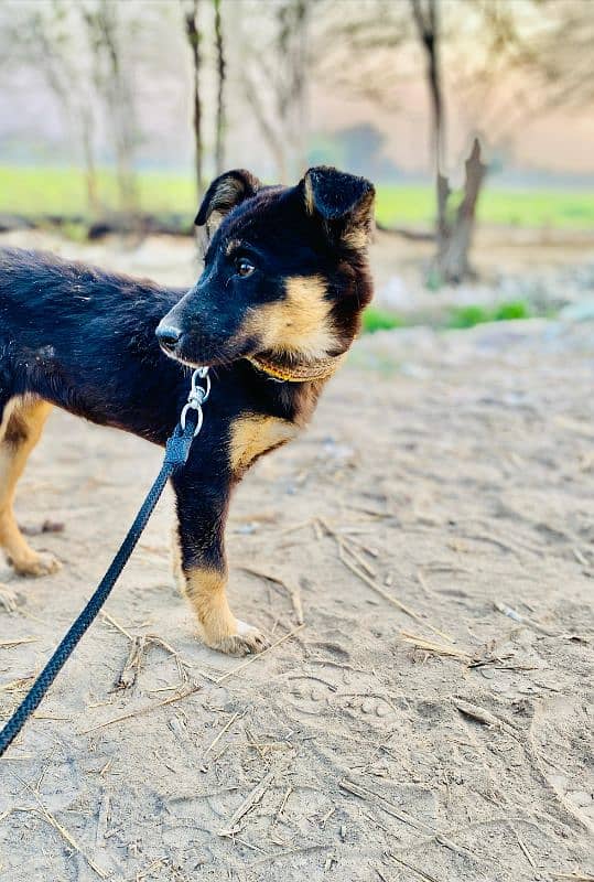 German Shepherd puppy and Female Pet Dog 1