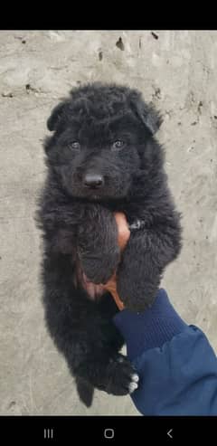 Black German shepherd (Extreme Quality)