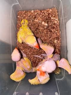 yellow ringneck chicks home breed Karachi