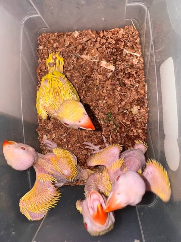 yellow ringneck chicks home breed Karachi 1