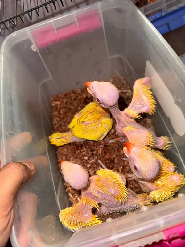 yellow ringneck chicks home breed Karachi 2