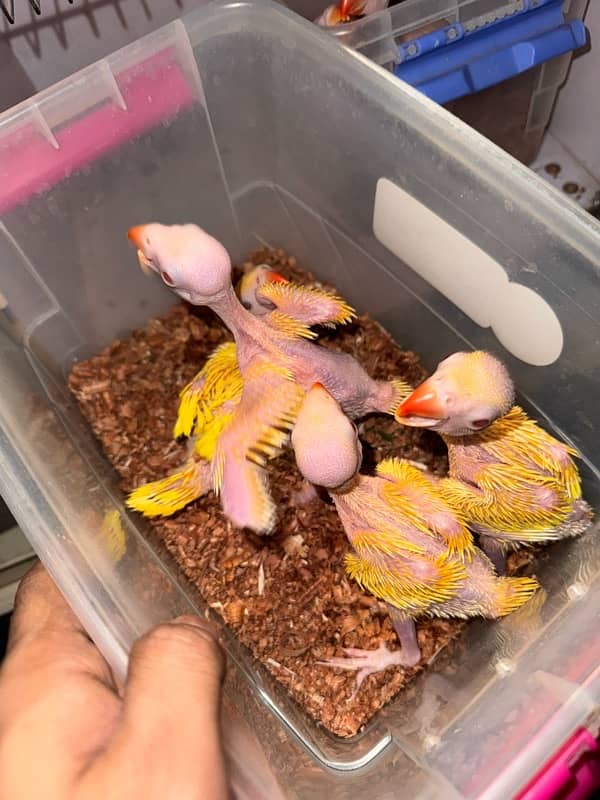 yellow ringneck chicks home breed Karachi 3