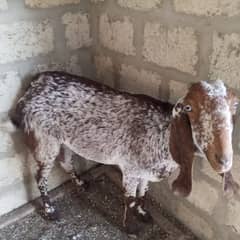 makhi chini /ghaban /Bakri / بکری / Goat for Sale