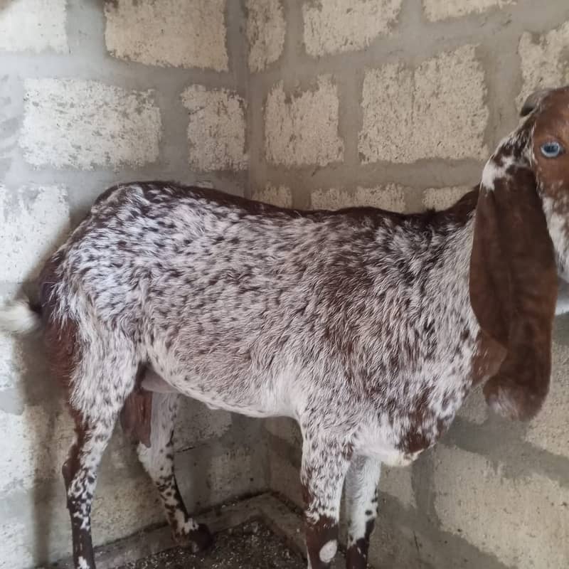 makhi chini /ghaban /Bakri / بکری / Goat for Sale 1