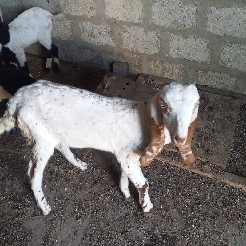 makhi chini /ghaban /Bakri / بکری / Goat for Sale 2