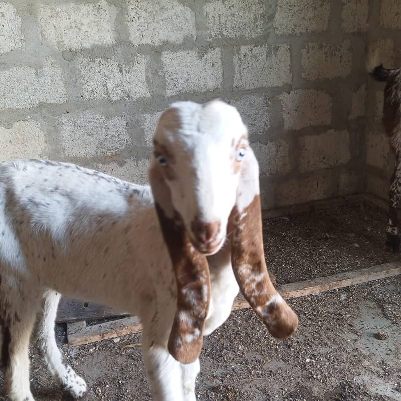 makhi chini /ghaban /Bakri / بکری / Goat for Sale 3