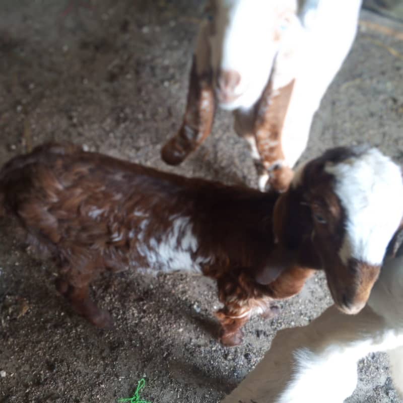 makhi chini /ghaban /Bakri / بکری / Goat for Sale 4