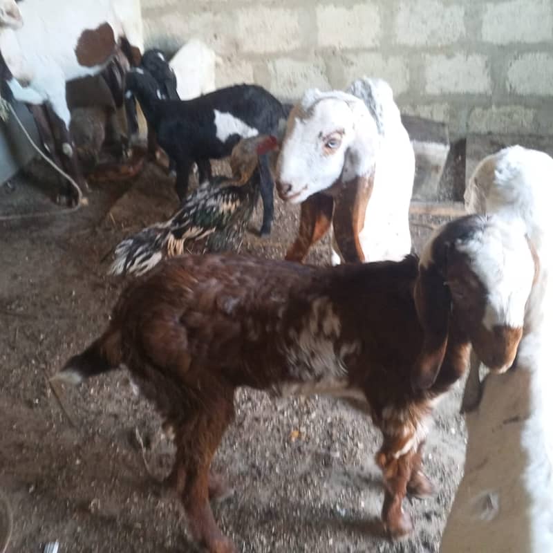 makhi chini /ghaban /Bakri / بکری / Goat for Sale 5