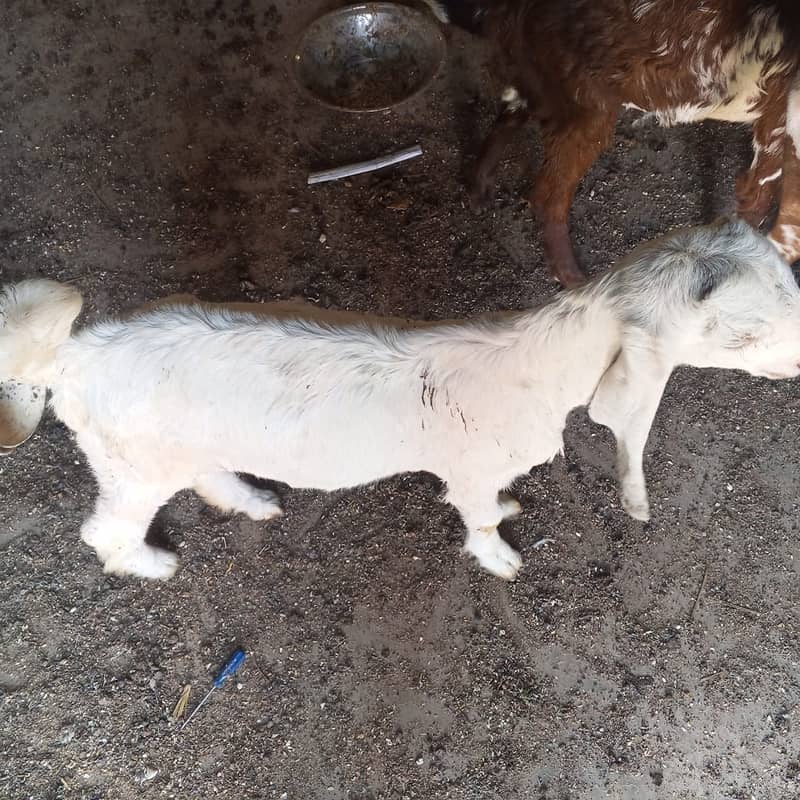 makhi chini /ghaban /Bakri / بکری / Goat for Sale 6