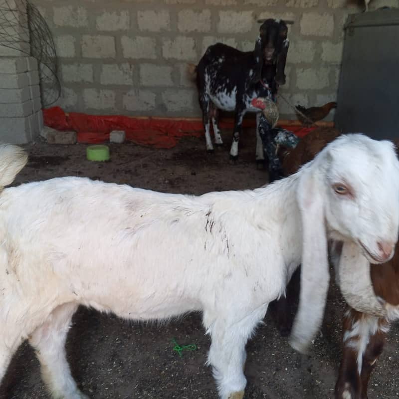 makhi chini /ghaban /Bakri / بکری / Goat for Sale 7