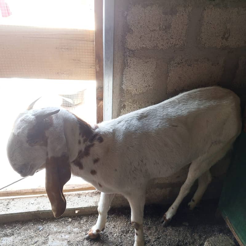 makhi chini /ghaban /Bakri / بکری / Goat for Sale 8