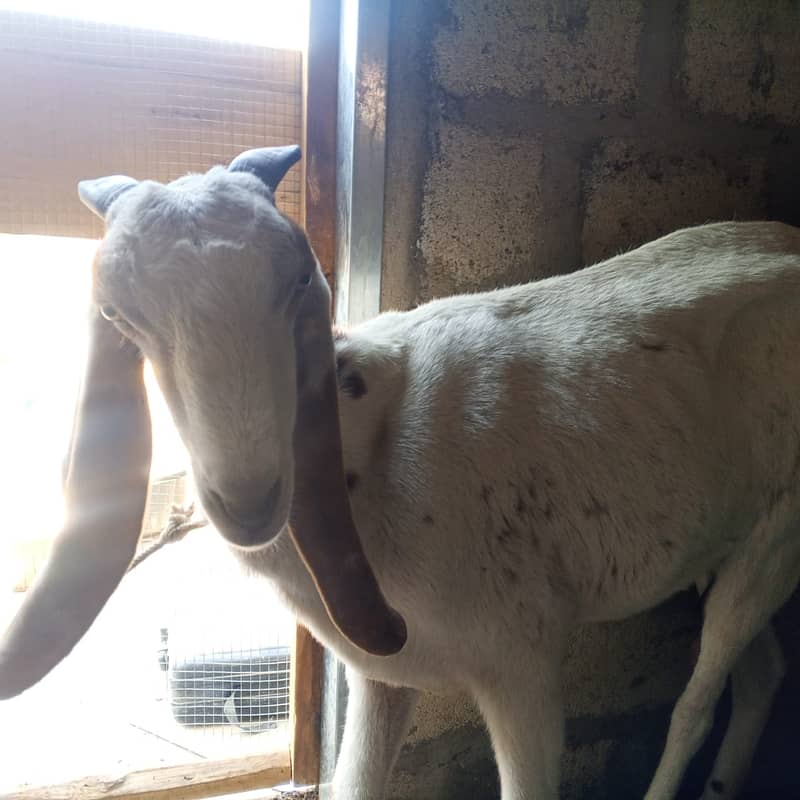 makhi chini /ghaban /Bakri / بکری / Goat for Sale 9